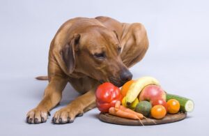 3 Fruits you shouldn't give your dog!